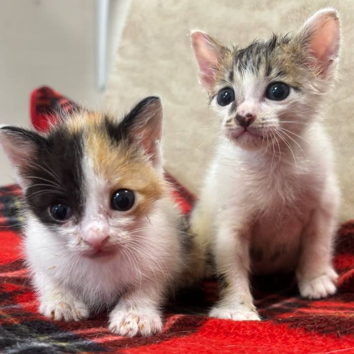 42e4fb0c 9733 4cbc 92b4 1630cf0b399f 1767007977325