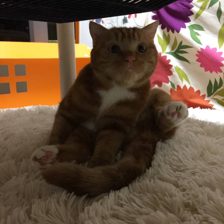 42e68c2b 7ab0 4267 8e61 08818a33ac97 1541775356954