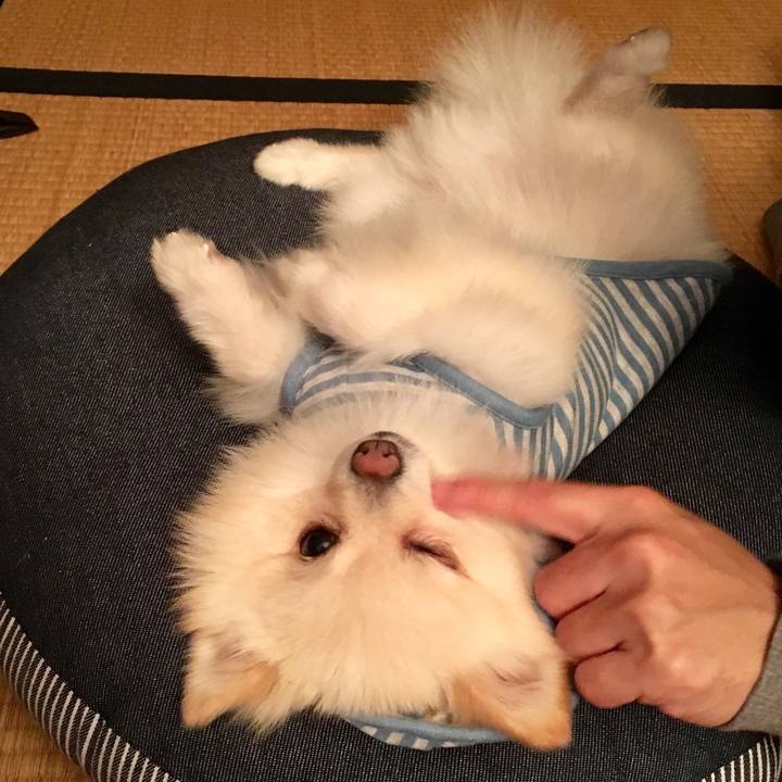 42e86af7 0735 443d b34e 11206c460753 1573989478838