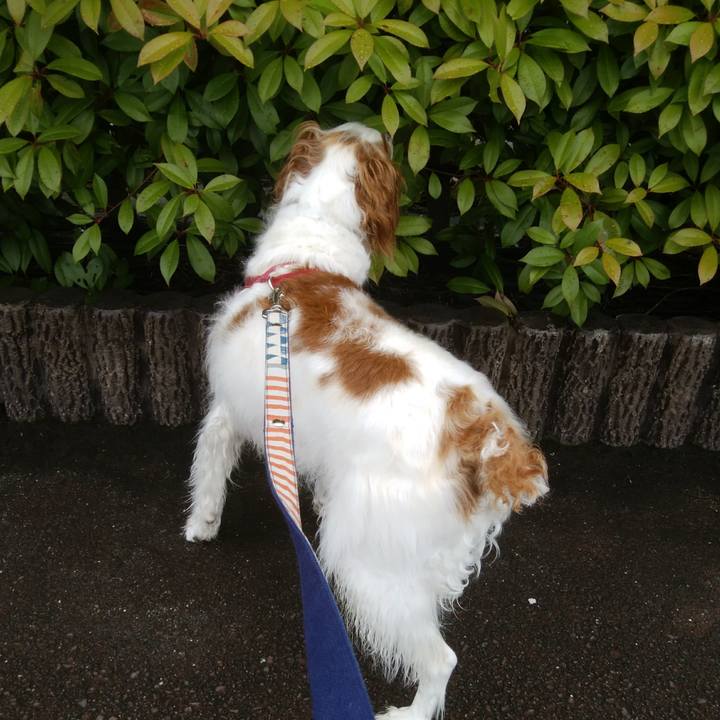 42e8e7ce c0f8 4293 bde2 a8ae5bea1234 1563588001278