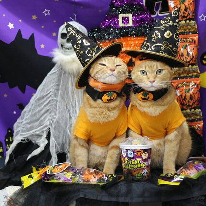 42eb1f72 b4ab 471b b4c8 692fc6604285 1539590102040