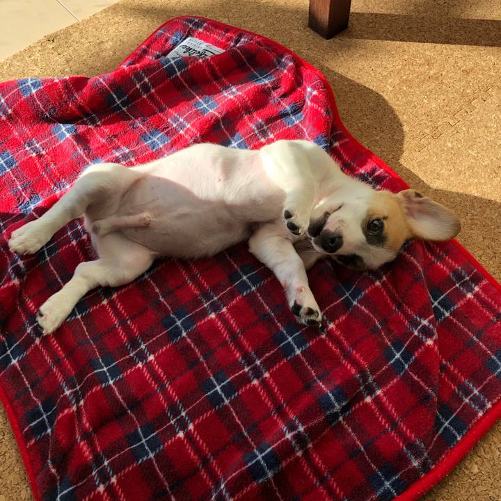 42eca24b b286 4129 94a2 e33579f707f6 1545181003740