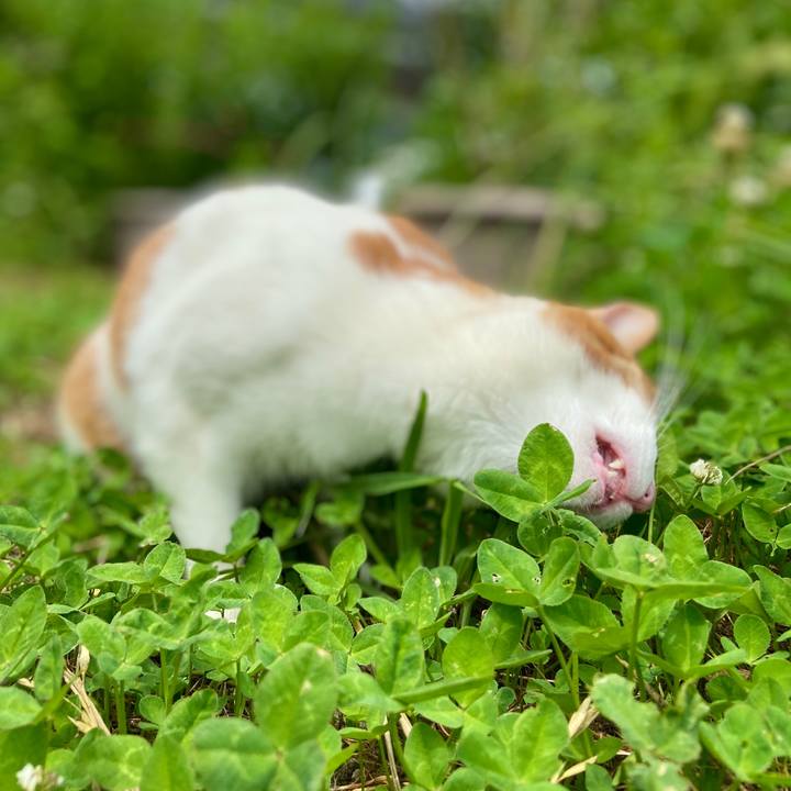 42eca935 ff17 4e34 bc58 cf6f17b9b6d0 1592807139448