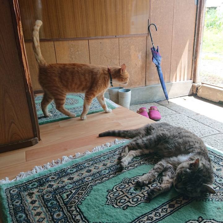 42ee2dc8 689b 416a a576 7bb6966cf04d 1597548935034