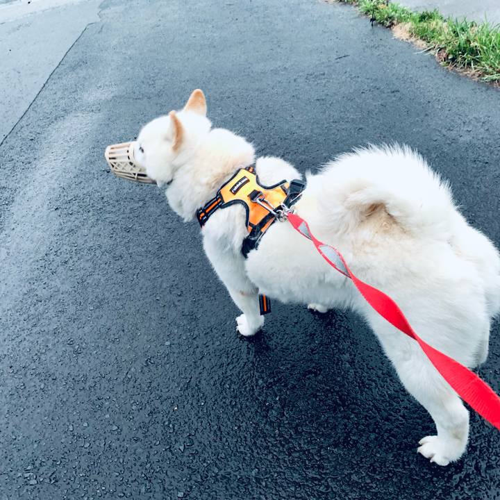 42efe537 2446 402e a3c6 697048f4b805 1619728392951