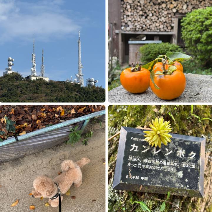 42f0f2d8 2219 46f6 82bd d14299c3e065 1762065383475