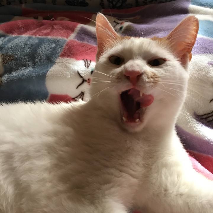 42f32c5b 0993 4fd5 891f d65caf3f51ef 1524974395417