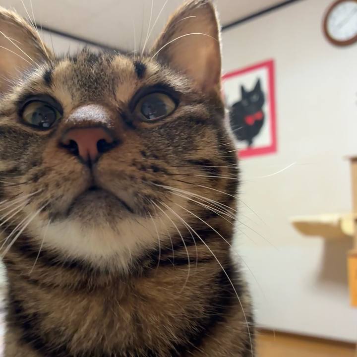 42f4a7db 3d2c 4aab 9a88 84b47b026a12 1762255232628