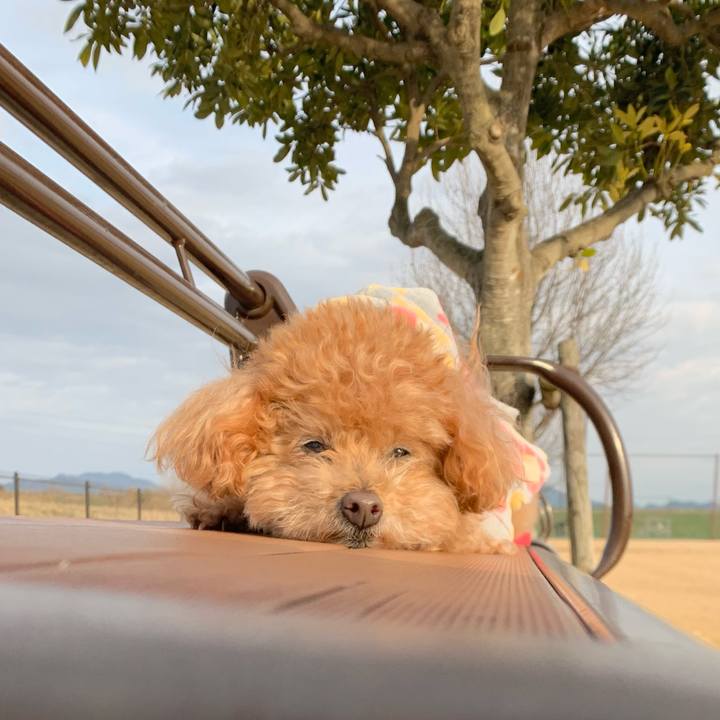 42f60080 6292 433d bd2c eba41314b39f 1768475605871