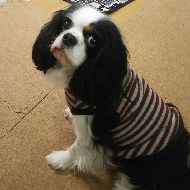 42f70dc5 f631 4c6c ac56 f2b722a6df26 1518256767615