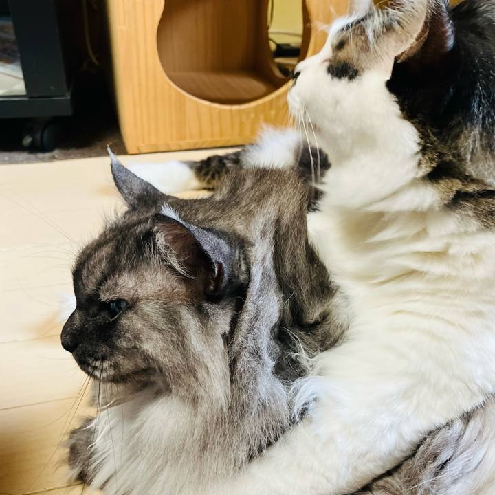 42f84be8 ec4b 4cc5 b54a f2abec4a408b 1756427105604