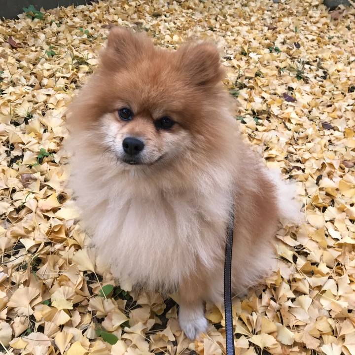 42fae1ef 631b 4fec bbd6 2073409ed317 1510097975533