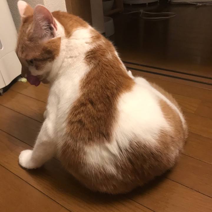 42fc40ba 0660 47c5 9c98 62b9ad6fe9fd 1596103868359