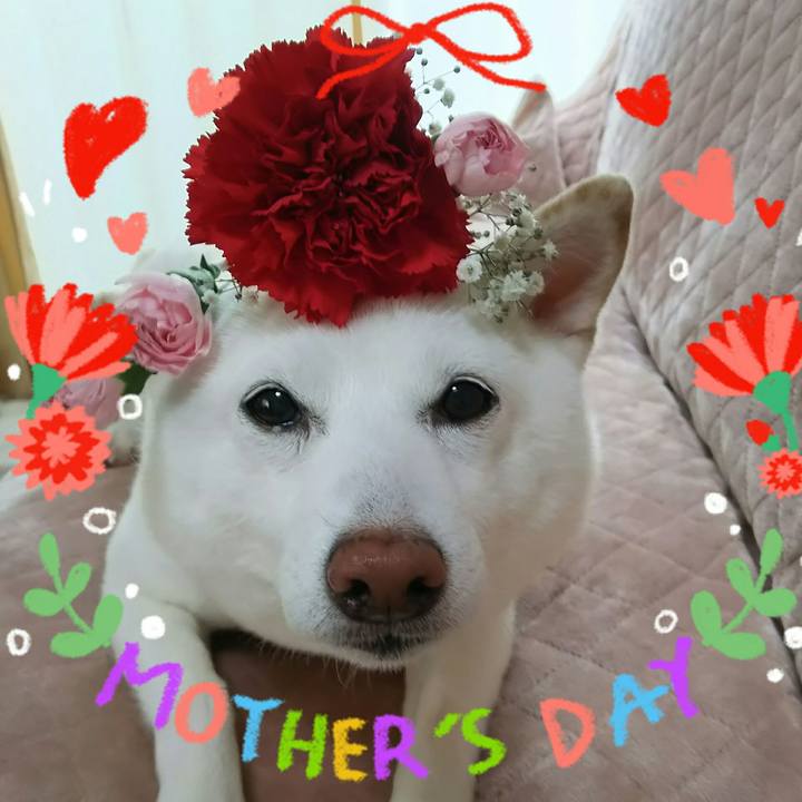 42fcd52a 6994 459c babd e87f5bddce5c 1620526317083