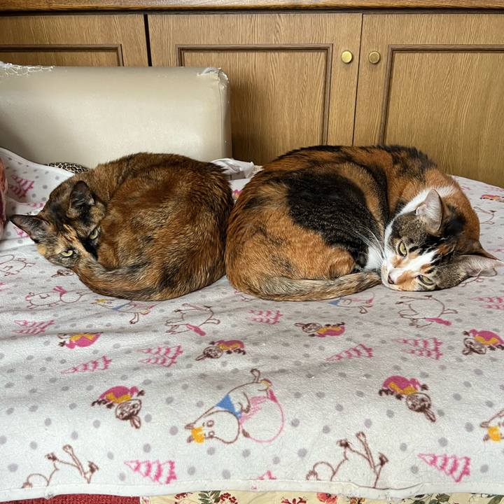 42feeedc 68b3 4969 b931 facfdf918007 1762654886113