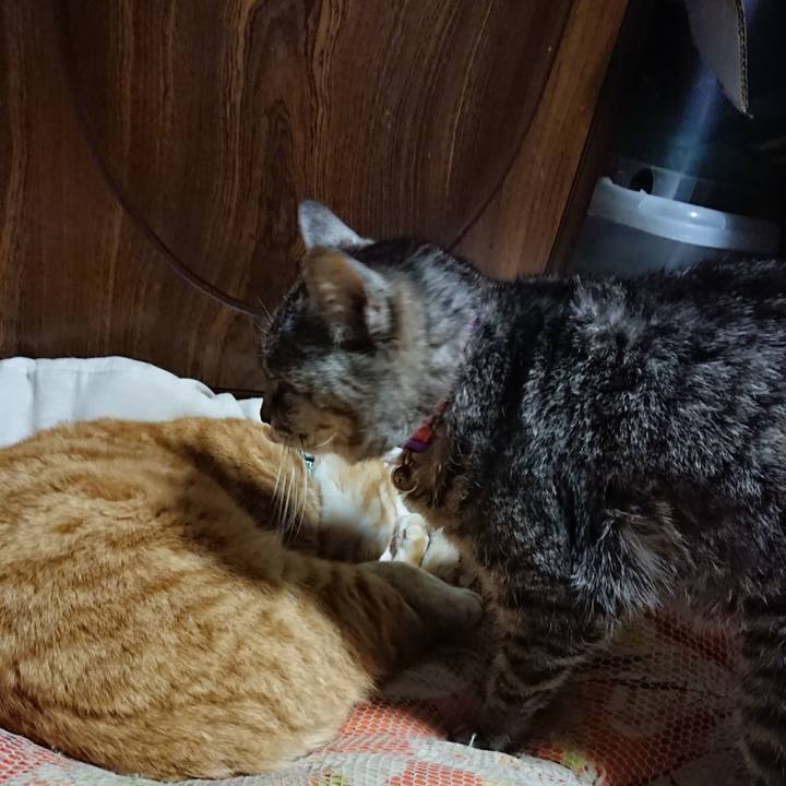 4300baa3 d407 4cc6 8b44 3a027d04cfe8 1585140014481