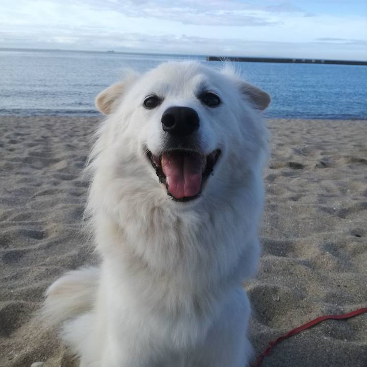 4303e15c a20e 4b68 b591 d5983da9331c 1528946051080