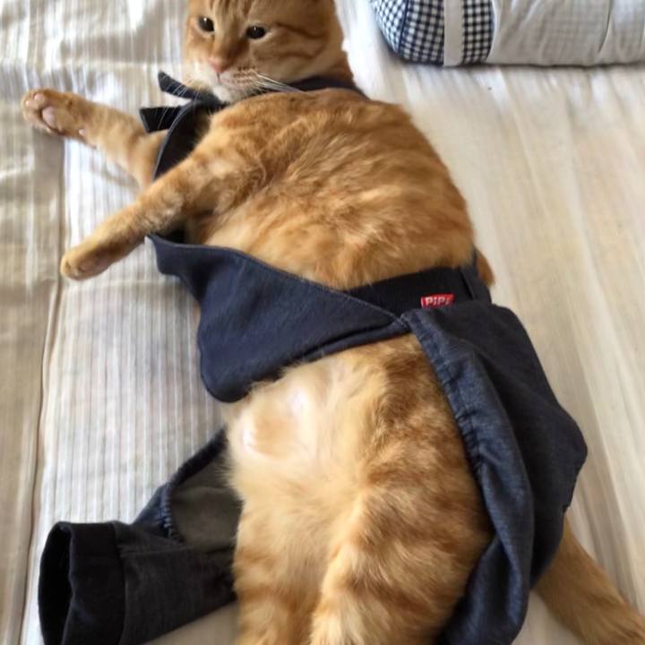 43042427 f8ee 4bba b637 64448f5c8c17 1584136253218