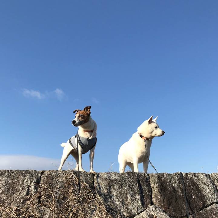 430436fa 019a 4d65 9bd4 4e978a1a04d4 1517017709331