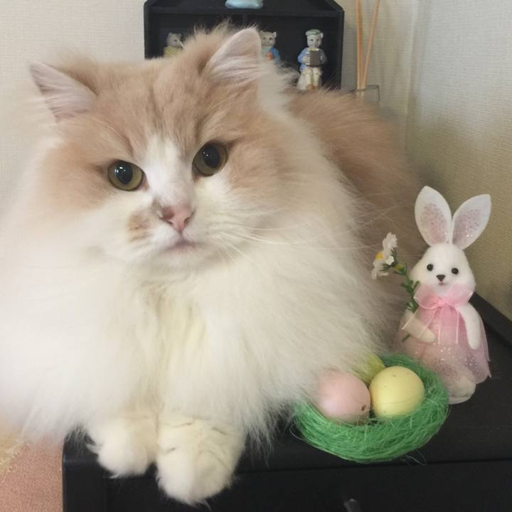 43048aa5 8265 4412 a0ad 8c66b0026f24 1522570460292