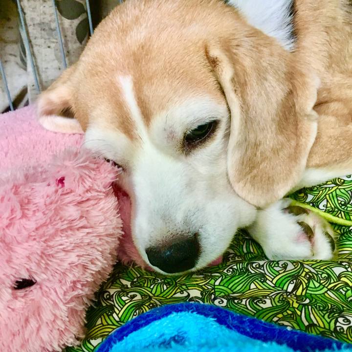 43058684 6e23 4da5 b29a 109f30bfe0f1 1749630018279