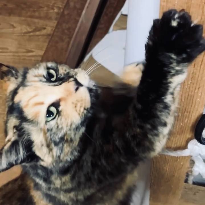 4309e310 e2fd 4200 9c69 501bfe224f06 1742010636578