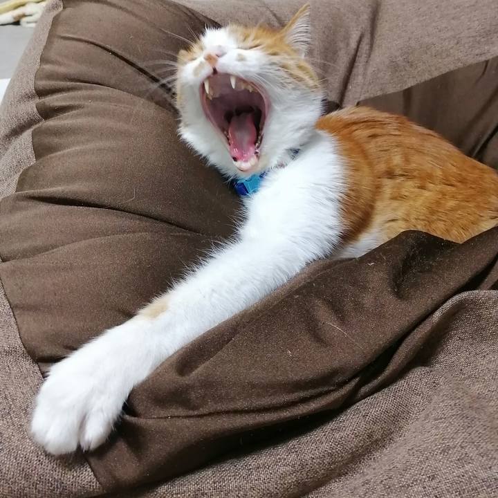 4310782a 69d2 4d5c aaff 35a1cc8c47b4 1636890918068