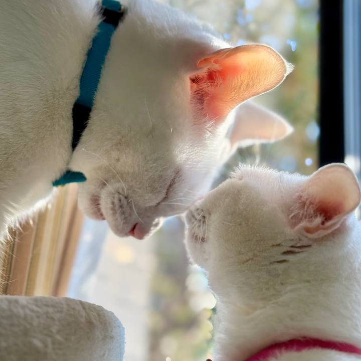 4310d8a1 1894 4e06 8489 853df7a3fcb7 1766486958255