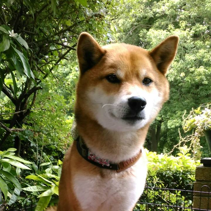 4311790c 52a9 4303 815d feca54882ea8 1526173817916