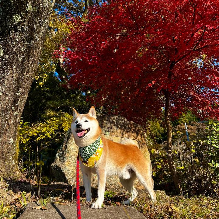 4312655d 8edc 48bd 94f8 c371016c1296 1763983460968