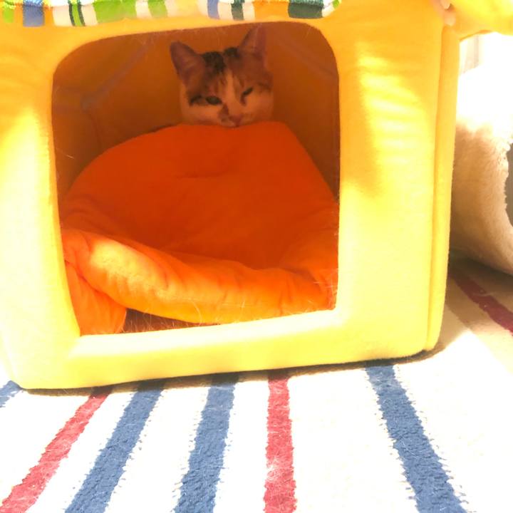 43136a0a dda7 42f2 8cea c6c5aa329d94 1585320577812