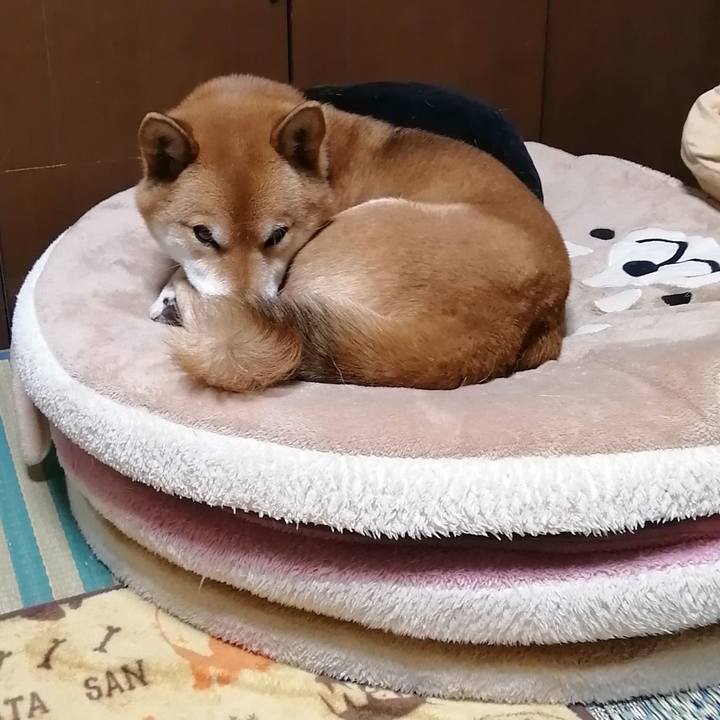 43137f1f f919 4545 bee2 060eeb655b9e 1581165505673