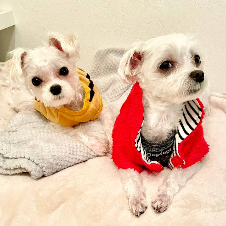 43169dc7 259e 439a b5f6 e4110e67d22b 1640575282780