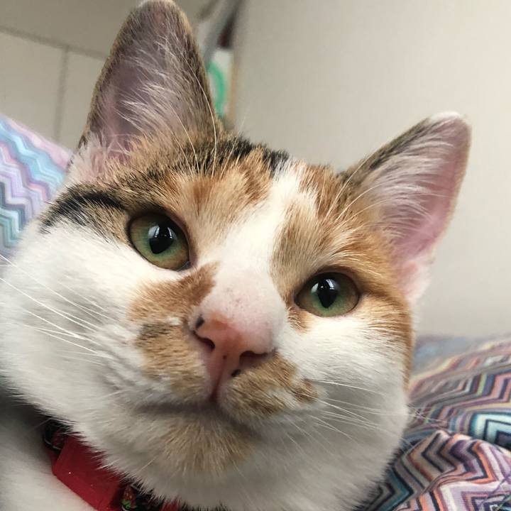 4317e72c 6214 402a bc95 c4e5293bacfa 1574557356174