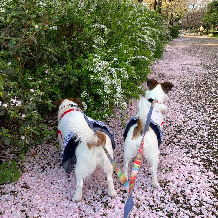 4317f7c5 e923 470c 98d7 ca622f34de3b 1649390994558