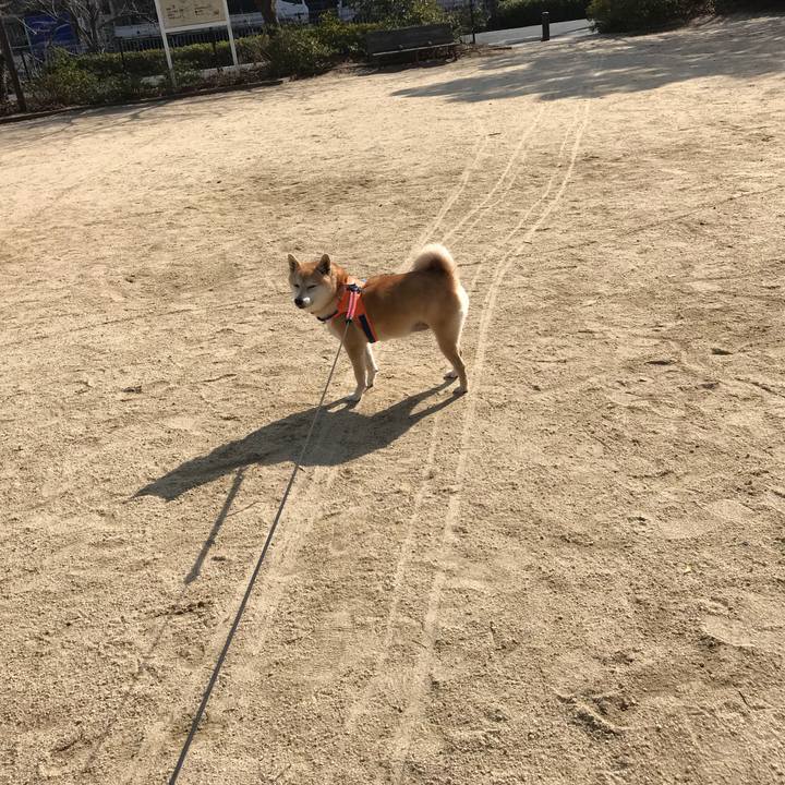 431962b6 a4c4 4b36 9de4 f2152ddfccbd 1517193322676