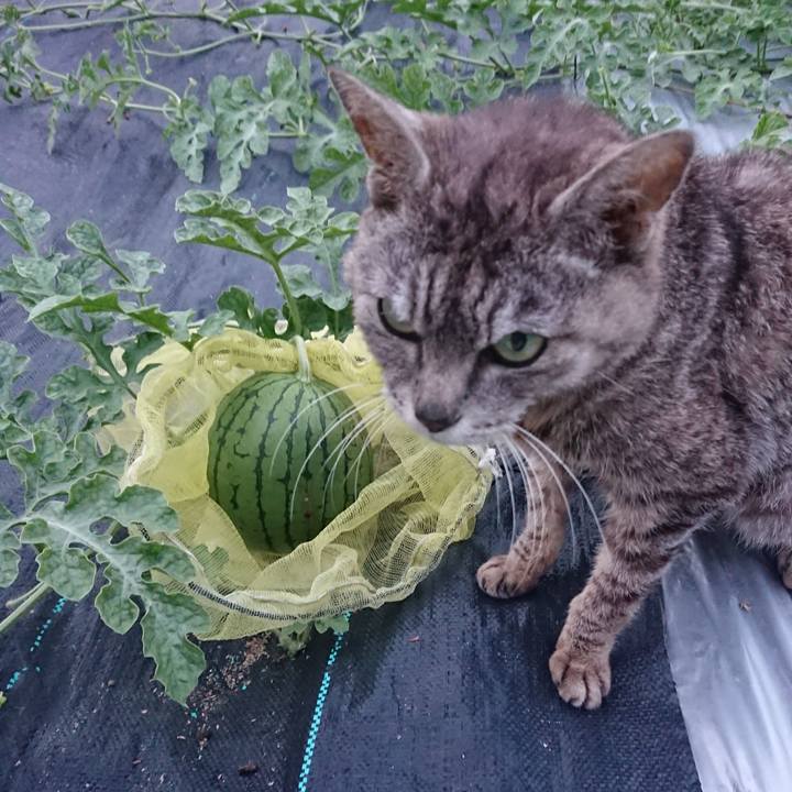 4322556d 5156 4d30 9b5a fd4ad5537c49 1593770738726