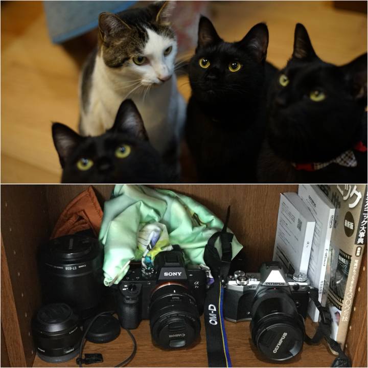 4322e548 0679 4eea b97f bd798bd9da4b 1531783680582