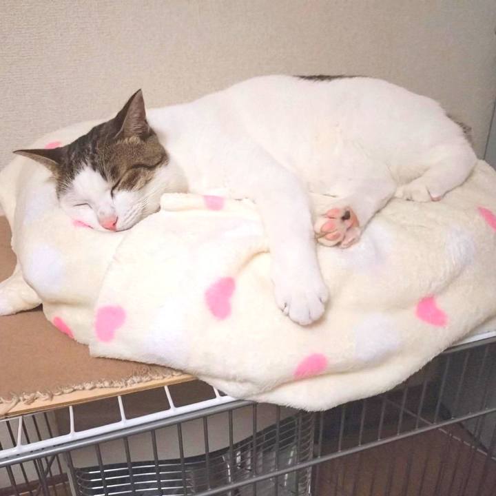 43236484 4631 4a2a a001 03f5716efb27 1754906711092