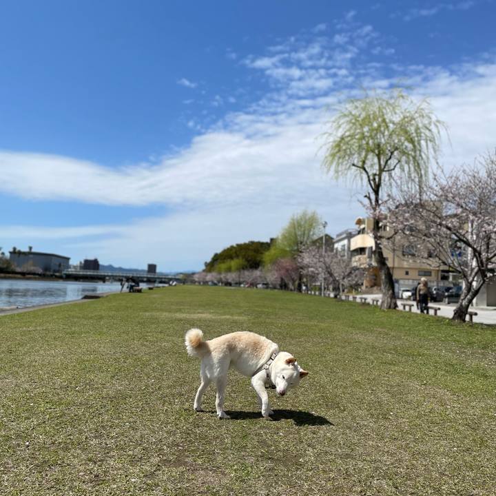 4323f298 c276 4aab 8bf1 52371a082054 1648392977524