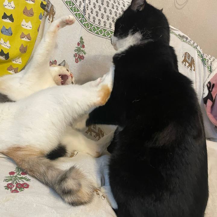 4324b9fa 5b72 48d1 afa6 13913799ece6 1697107821601