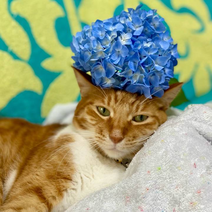 43261f58 546f 427d 89de b85b395f561c 1717145905996