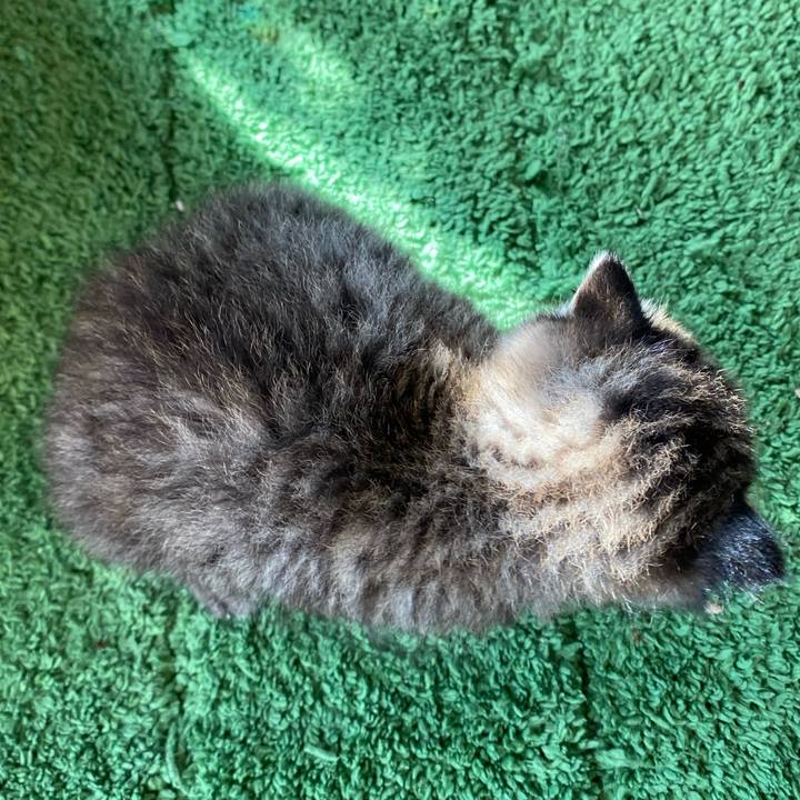 432718ec efc1 45eb 89a1 3a8db954dddb 1636002445437