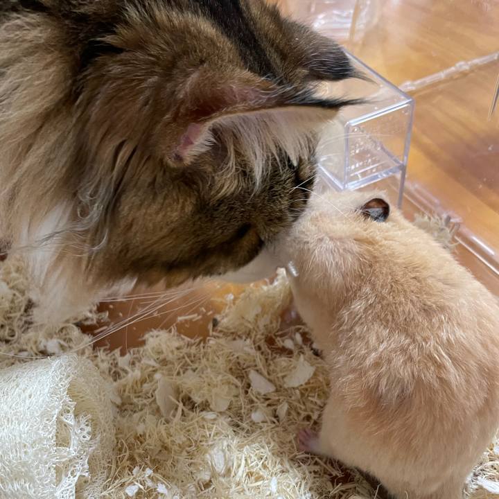 43294997 238a 453f bbac eb86cd2afbcc 1645925025220