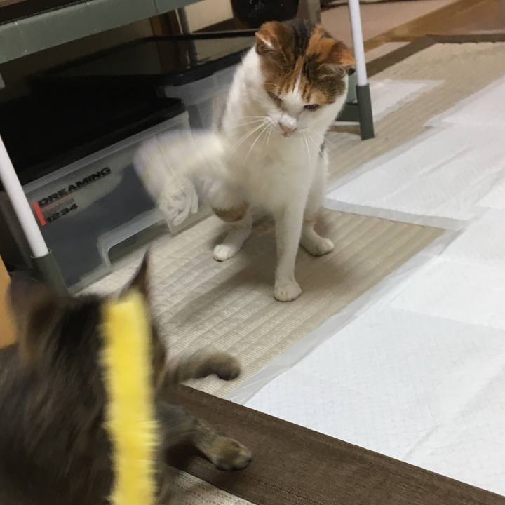 432d19b4 8da0 47ab 9027 c633744f3f18 1531537462771