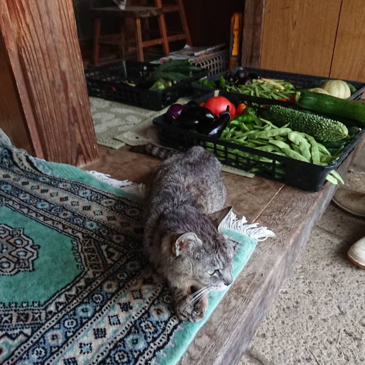 432f2740 465b 4655 8928 cf7189d73ec5 1596101395858