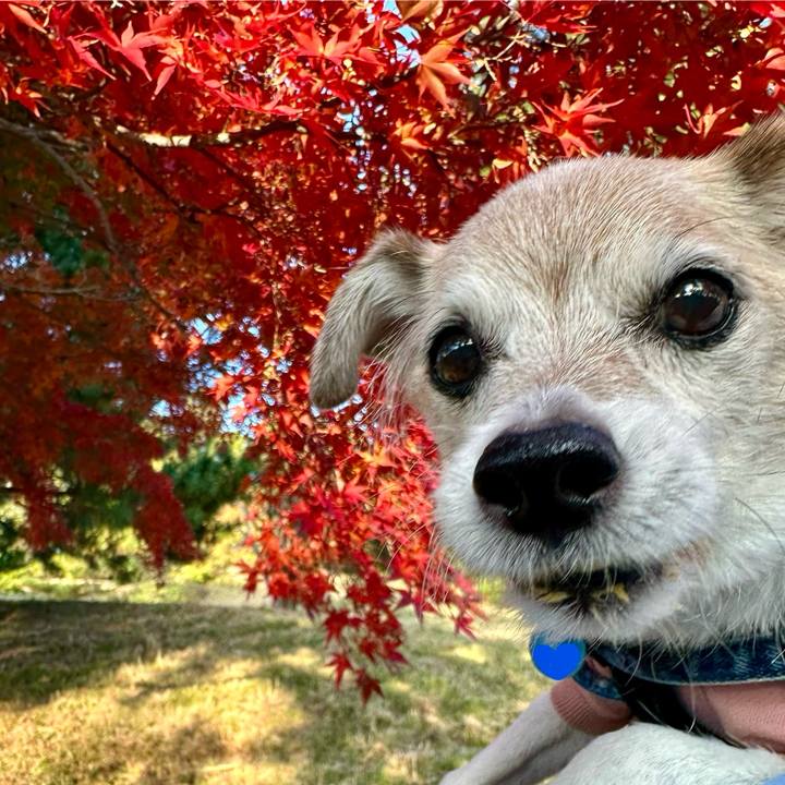 4330958a ae51 4e51 9180 325d33b86e6e 1763112613204