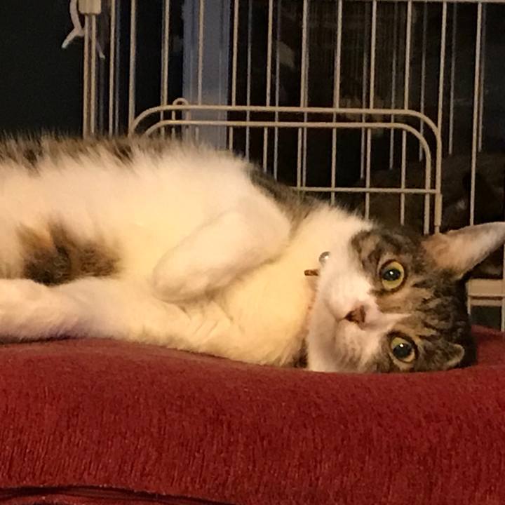 4330cf82 96d2 4fff be4b b055feecbc9a 1508153347144