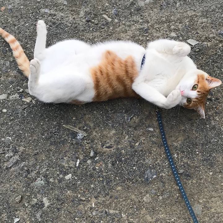 4331835e e3ea 494c afb0 3034922e4d22 1510896430123