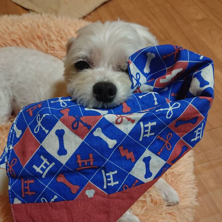 4331a456 2d12 43af 8cd1 0b6ba72fdea0 1587475413226